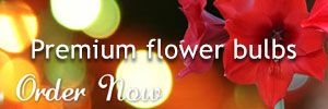 Premium flower bulbs