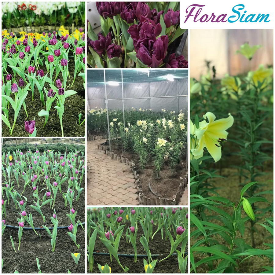 Florasiam has been a supplier of flower show in Thailand